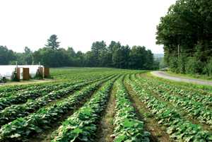 New Manuals Provide On-Farm Organic Plant Breeding Instruction