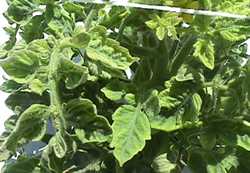 New Fungicide For Wide Range Of Fruits, Vegetables In California And Florida