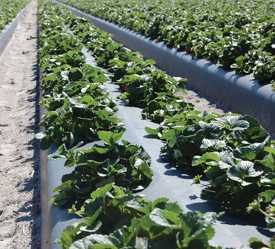 Strawberry Sustainability Center Announced