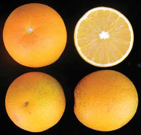 New Citrus Fruit Success Requires Team Effort