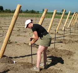 Structure Key To Organic Grape Growing