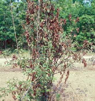 Tips to Be Prepared for Fire Blight