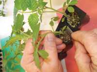 Updated Tomato Grafting Guide Available