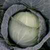 Vegetable Variety Showcase 2013: Reed’s Seeds