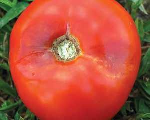 Late Blight Developing In The Eastern U.S.