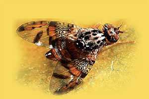 Medfly, Other Fruit Flies Entrenched In California