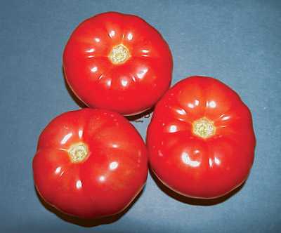 Increase Tomato Profits