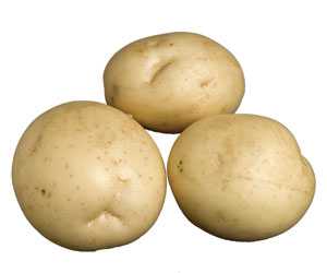POTATO 2012年 Potatoes: New Releases - Growing Produce