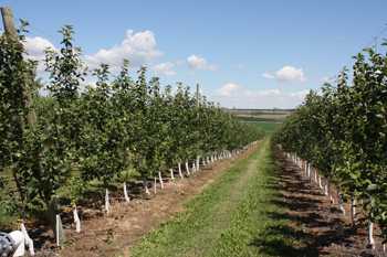 2013 Top Fruit Growers Report