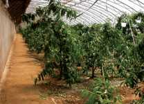 Stone Fruit: Peaches In Greenhouses - What's This?