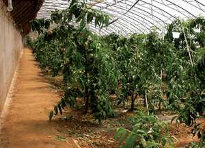Peaches In Greenhouses In China