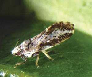Study Finds HLB-Infected Citrus Prime Spot For Species To Communicate, Play Tricks