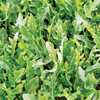 Variety File: Delicious And Flavorful