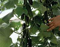 Protected Production Provides Opportunity For Florida Growers