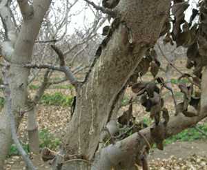 Ground Squirrels Devastating To Pistachio Orchard