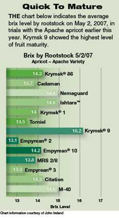 Promising New Rootstocks For Almonds And Stone Fruit