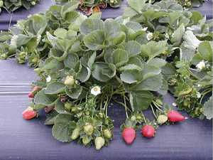 New Florida Berry Varieties