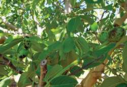 Take Caution In Watering Walnuts