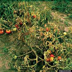Pest Of The Month: Southern Blight