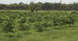 Conservation Easement OK’d For 600+ Acres Of Central Florida Farmland