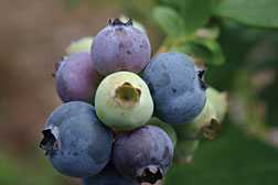 Calcium: An Overlooked Blueberry Nutrient