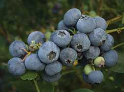 Blueberries Coated In Leaf Extracts Have Longer Shelf Life