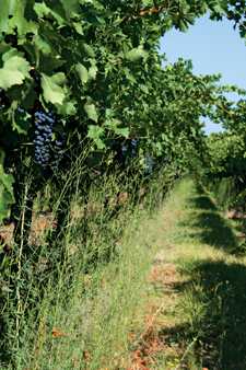 Herbicide Alternatives Not A Silver Bullet In Vineyards
