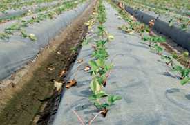 Nominations Open For The Fertilizer Institute’s 2016 4R Advocate Awards Program