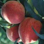 Study Shows Peaches, Plums, Nectarines Fight Obesity