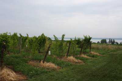 Northern Grapes Project Presents Webinar Series
