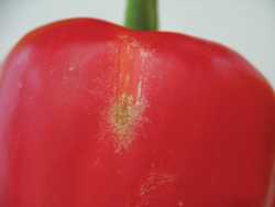 Thwarting Thrips