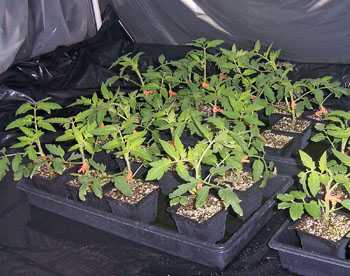 Can Florida Tomato Growers Benefit from Using Grafted Plants?