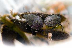 Stink Bug: A Grower’s Nightmare