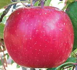 Opinion: Washington Tree Fruit Industry Investing In Research