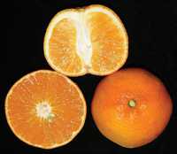 What’s New In Citrus?