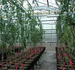 Desperately Seeking Seedless Citrus