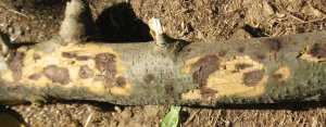 New Findings On Beetle Flight May Help Control Deadly Walnut Tree Disease