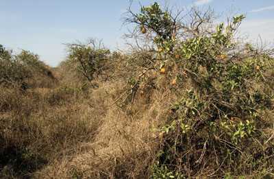 Abandoned Groves: A Clear And Present Danger