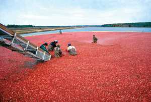 Cranberry Market’s Comeback