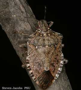 Stink Bug Destroys Half Of Pennsylvania’s Peach Crop