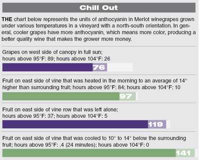 Sun Helps Grapes, Heat Does Not
