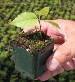 Hazelnuts Making A Comeback