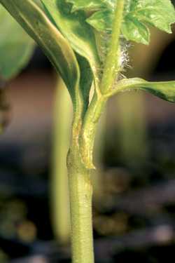 What You Need To Know About Melon Grafting