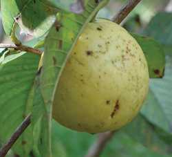 Canker & Greening: Science Searches For Answers