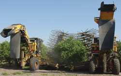 Reap Benefits With Citrus Mechanical Harvesting