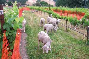 Trial Uses Sheep In Vineyard As Wooly Weed Eaters