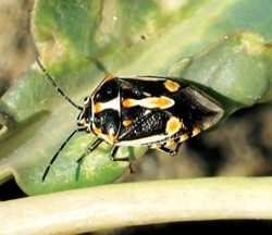 A Barrage Of Bugs