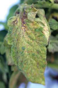 New Disease, New Challenge with Groundnut Ringspot Virus