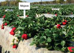 Hot New Strawberry Varieties