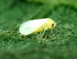 Work Hard, Smart To Put Whiteflies Away